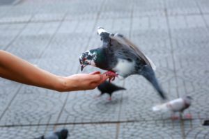  How to Remove Pigeons Safely and Humanely