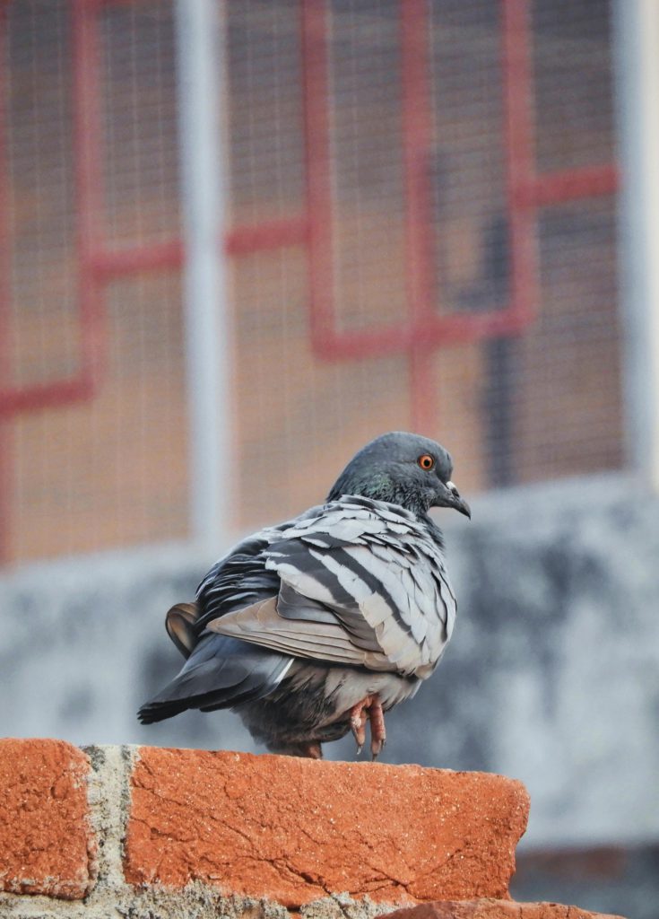 The Story of My Beloved Pigeon and Its Illness