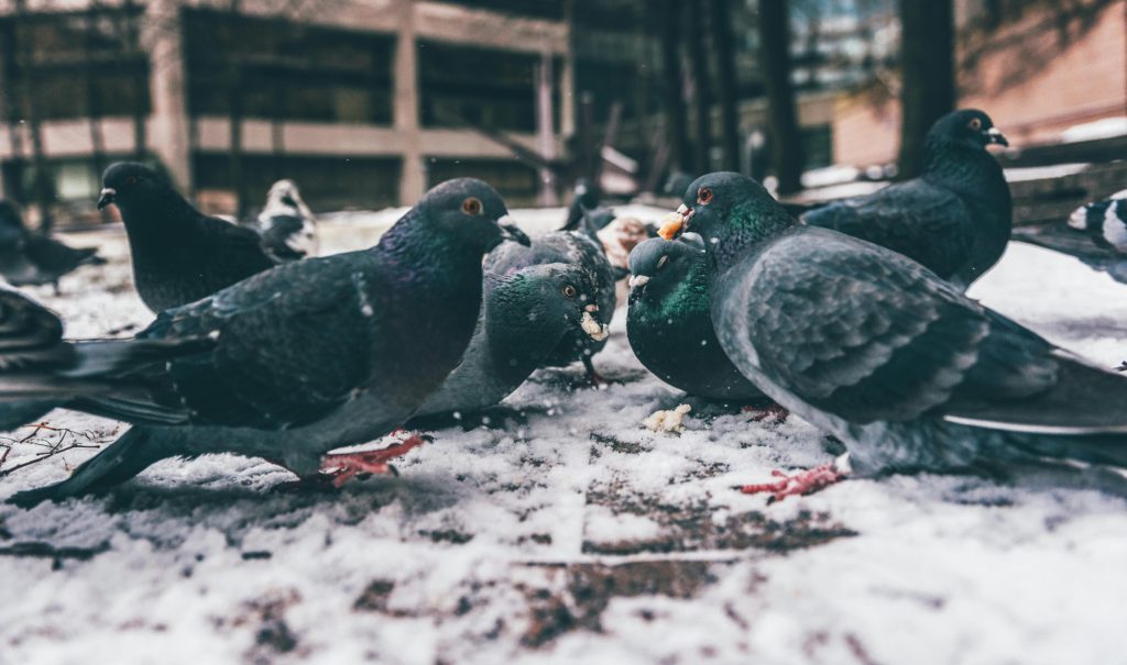 NIPA Pigeons: