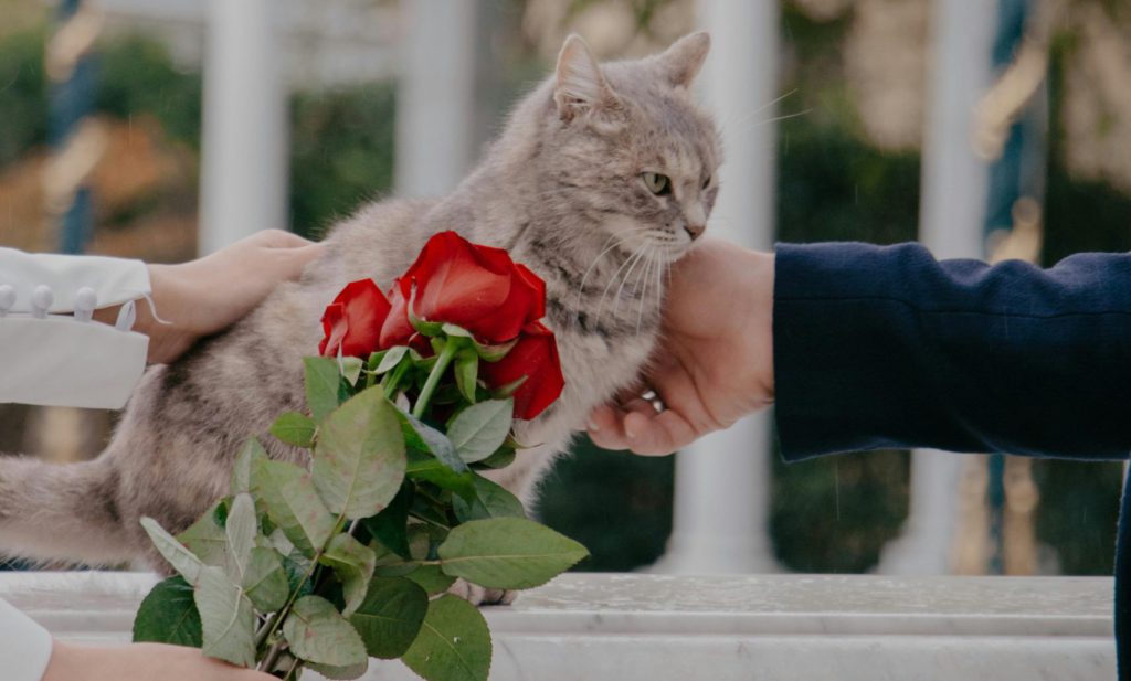 Are Roses Toxic to Cats?