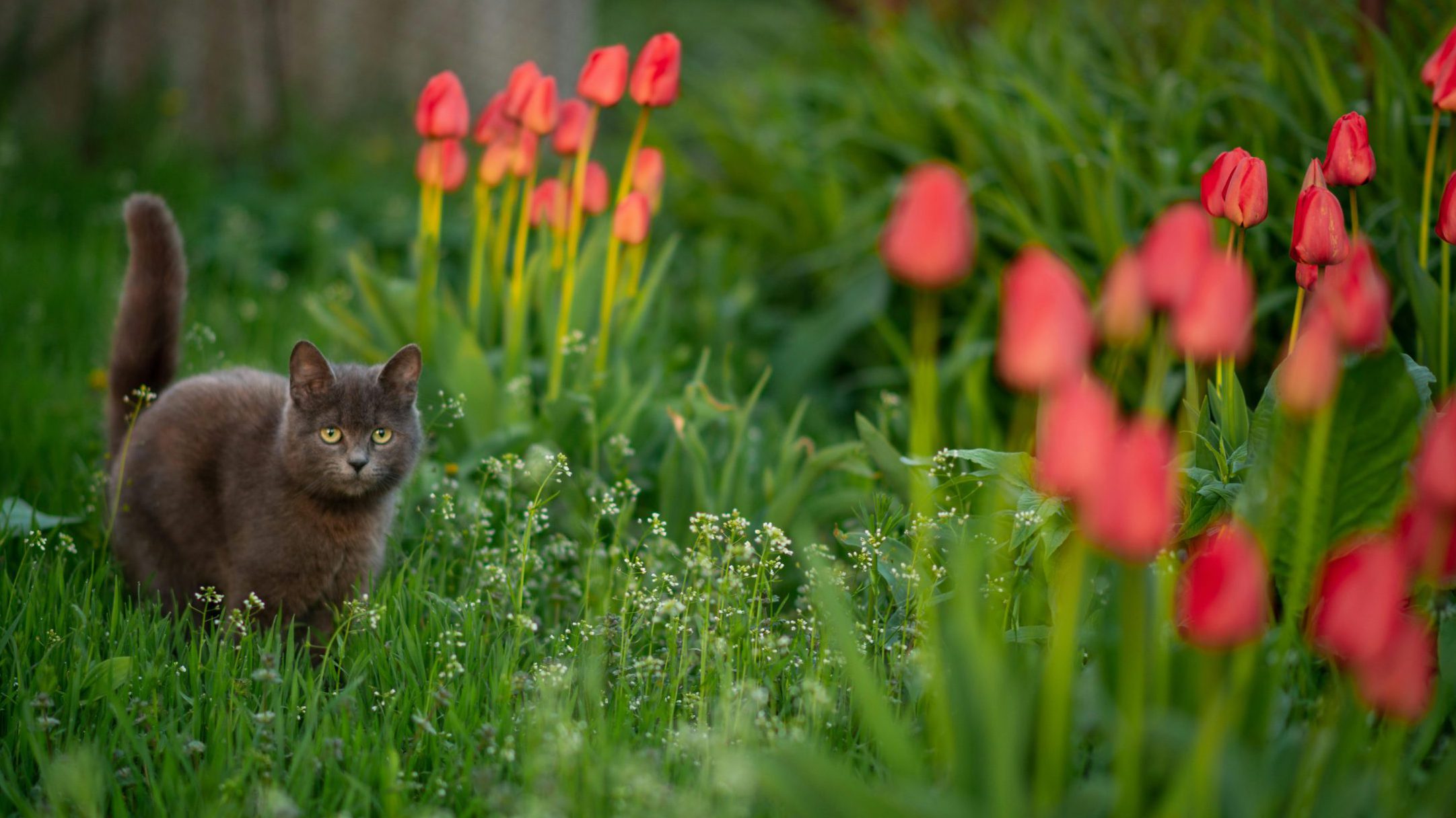 Are Tulips Toxic to Cats? Everything You Need to Know