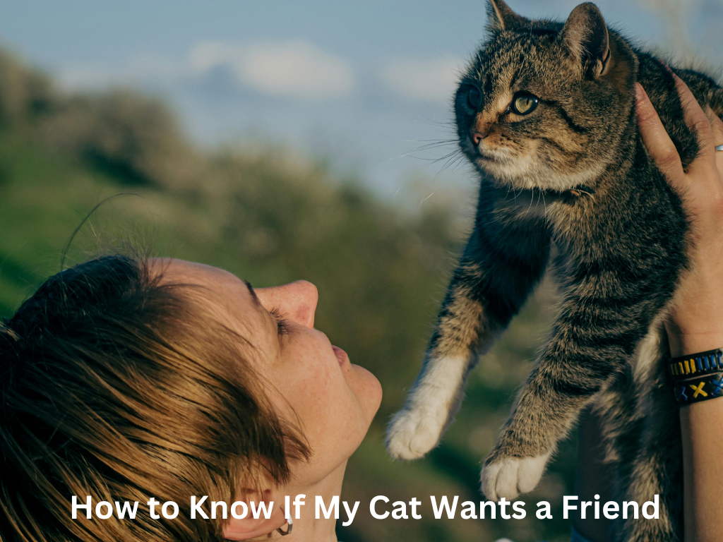 How to Know If My Cat Wants a Friend