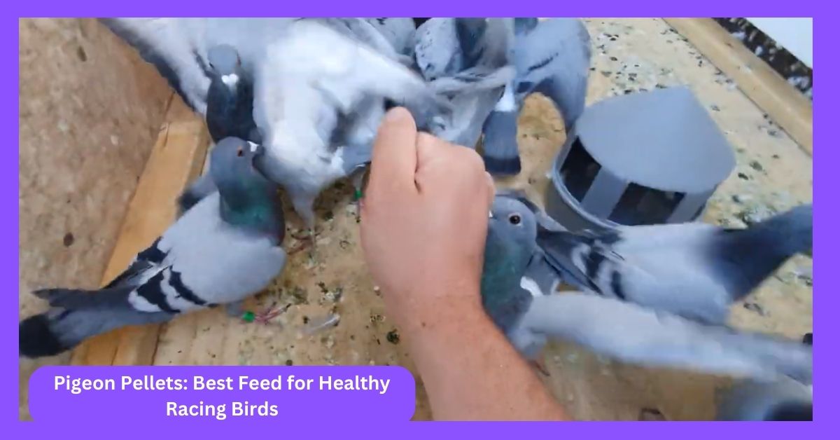 Pigeon Pellets: Best Feed for Healthy Racing Birds