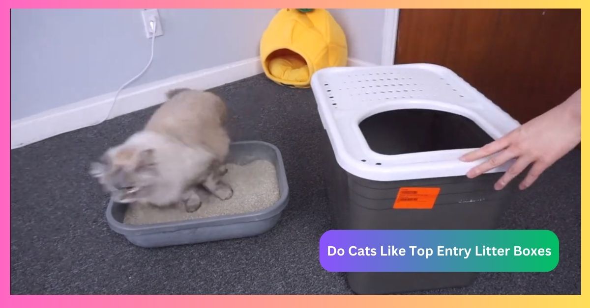 Do Cats Like Top Entry Litter Boxes: A Pet Parent Guide