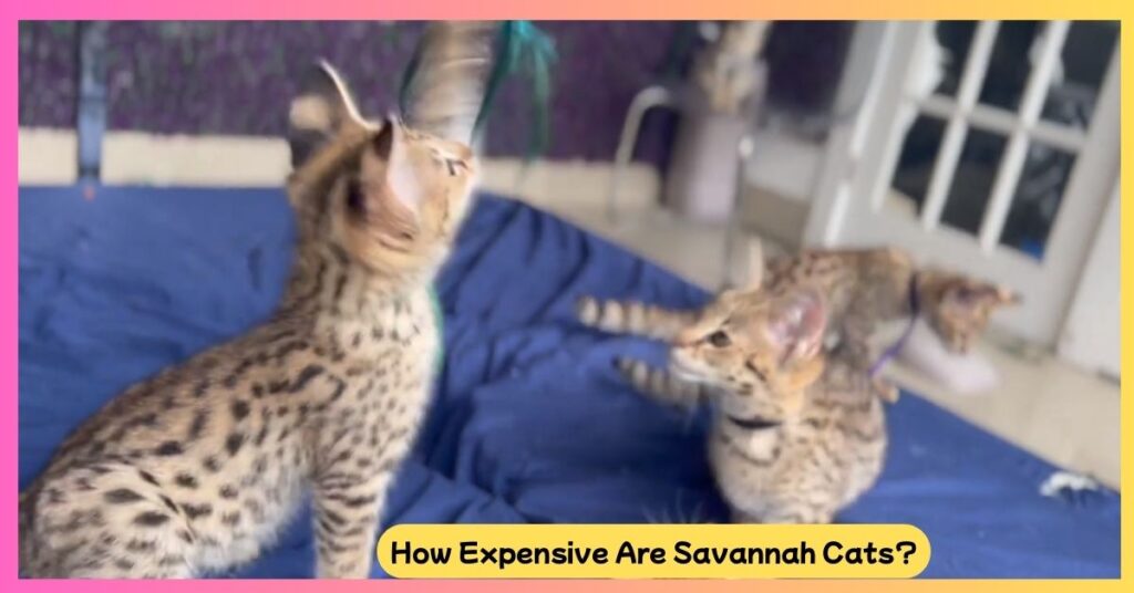 How Expensive Are Savannah Cats?