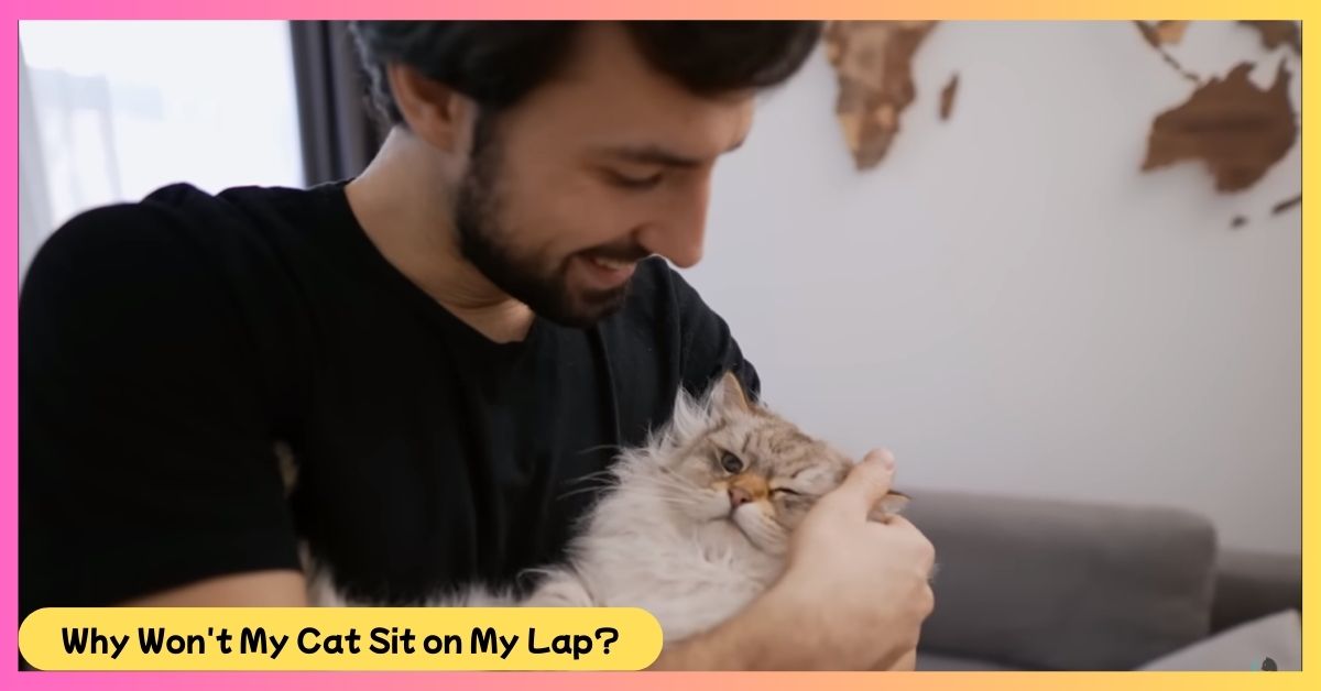 Why Won’t My Cat Sit on My Lap?