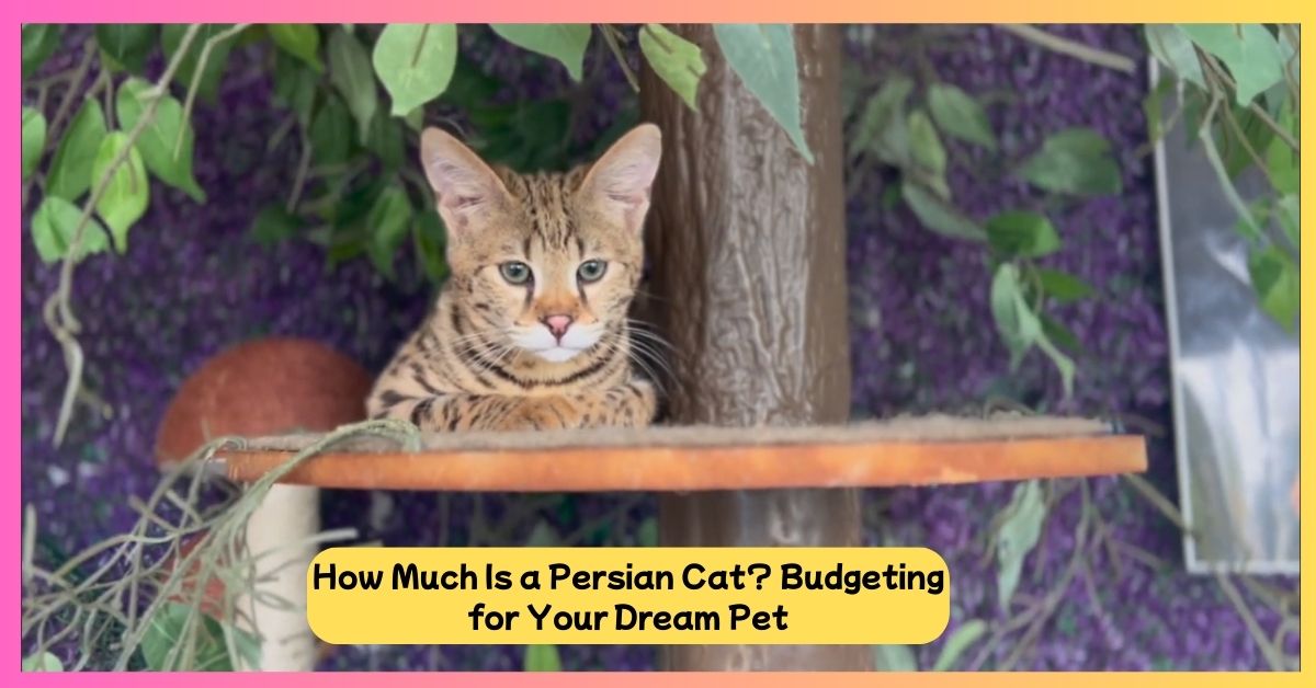 How Expensive Are Savannah Cats