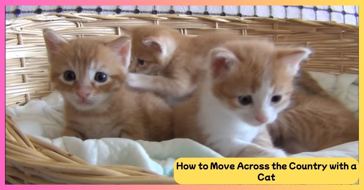 How to Move Across the Country with a Cat