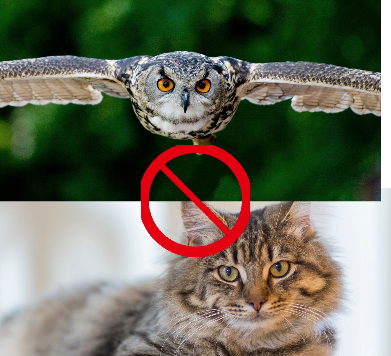 How to Protect Your Cat from Owls