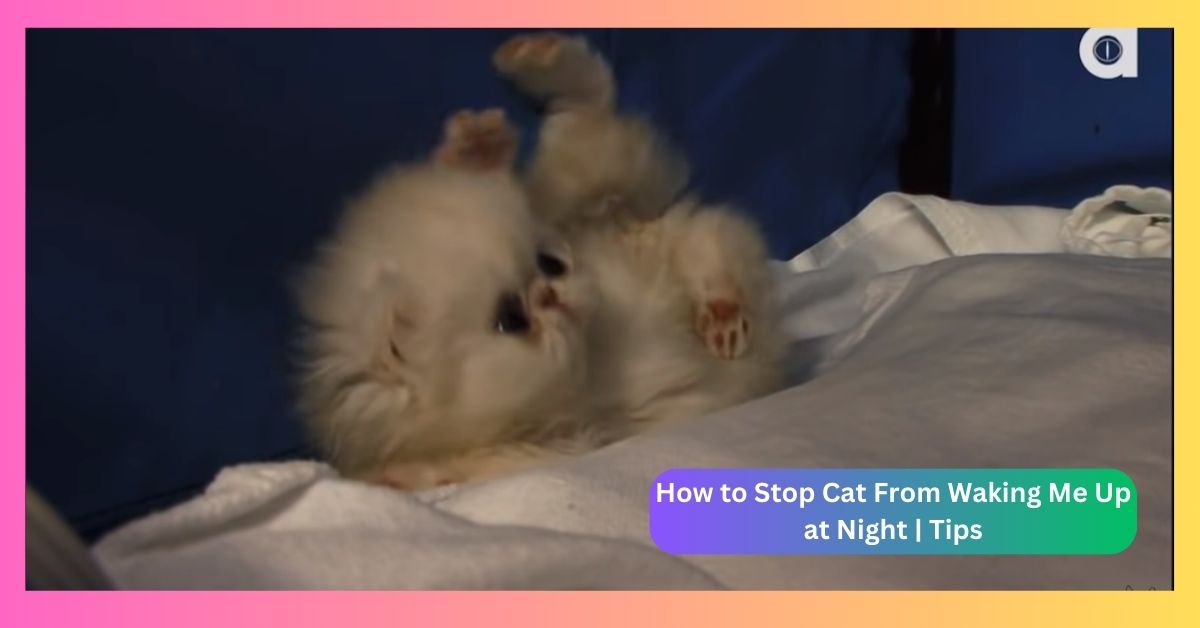 How to Stop Cat From Waking Me Up at Night | Tips