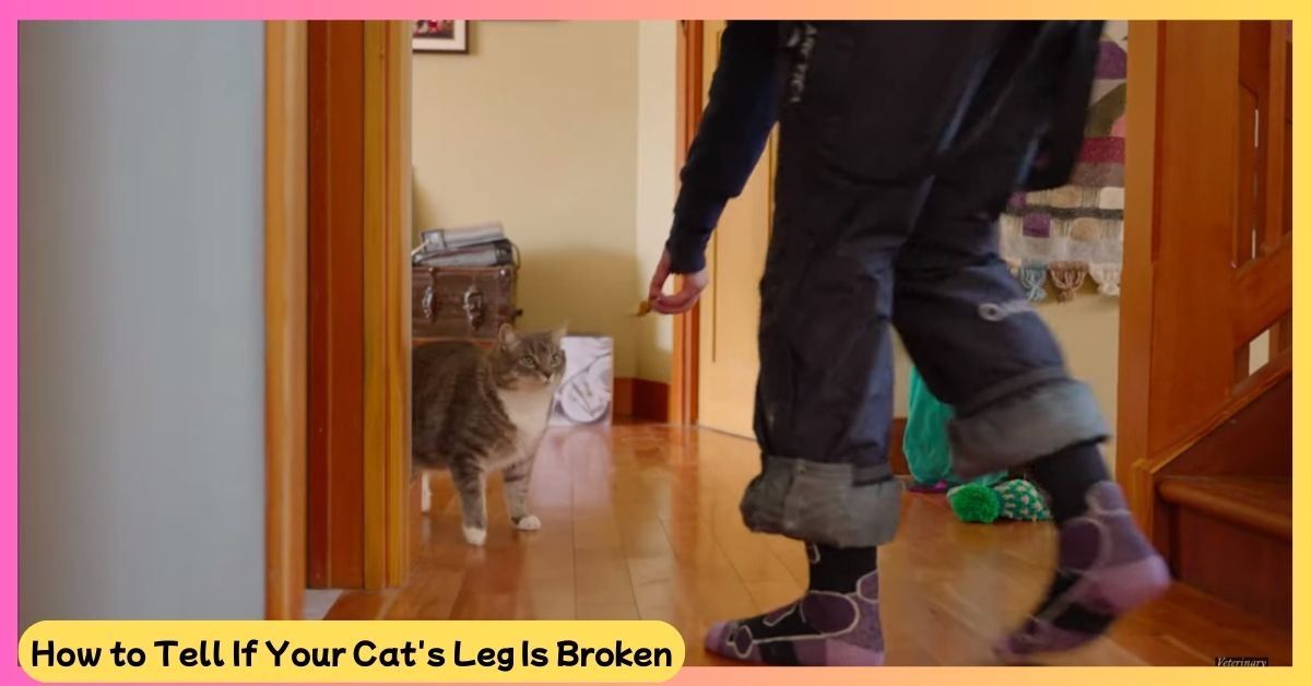 How to Tell If Your Cat's Leg Is Broken