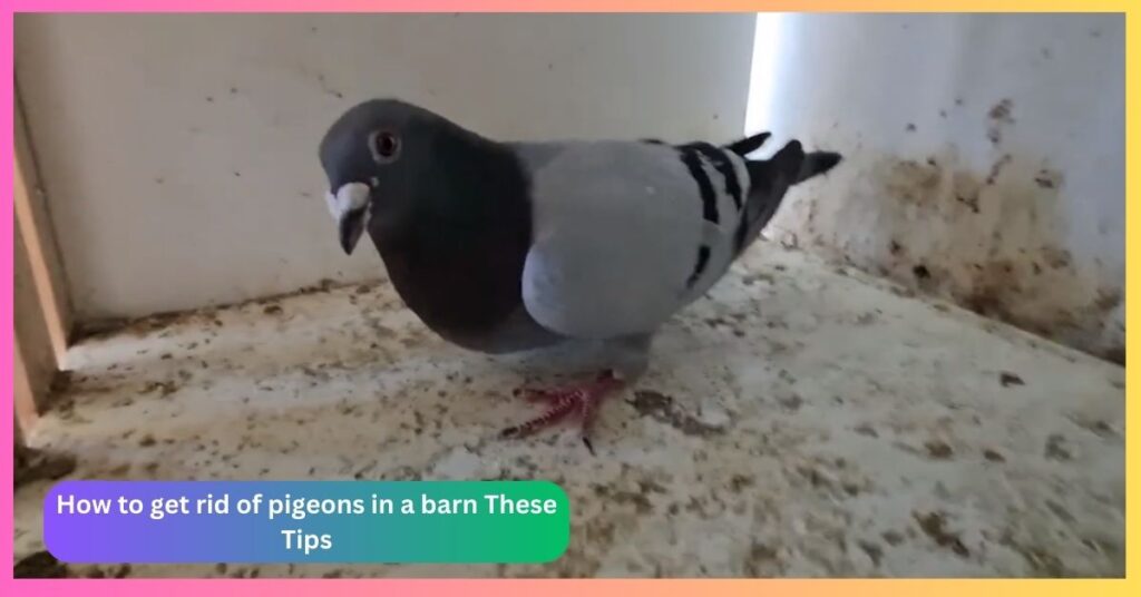 How to get rid of pigeons in a barn These Tips