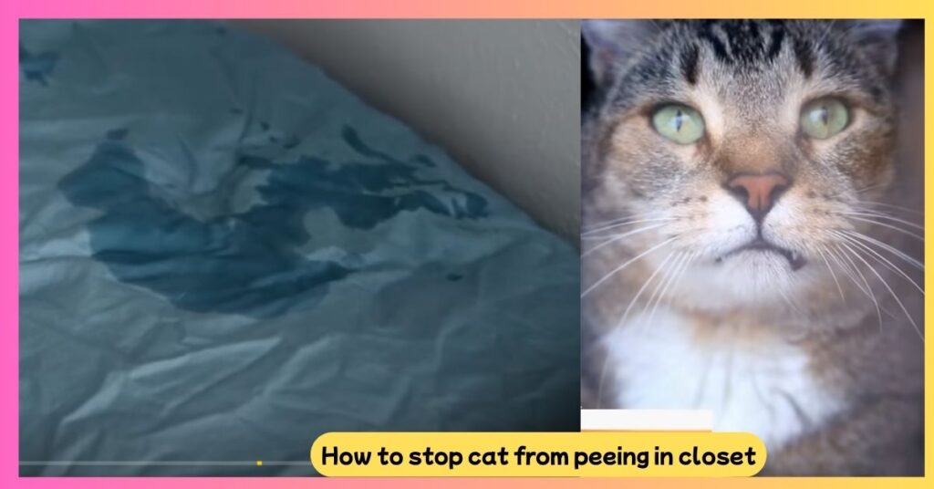 How to stop cat from peeing in closet