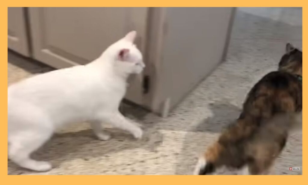 Cat Growling at New Kitten: How to Handle the Situation and Foster Harmony