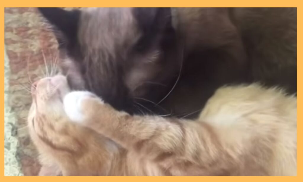 Cat Growling at New Kitten: How to Handle the Situation and Foster Harmony