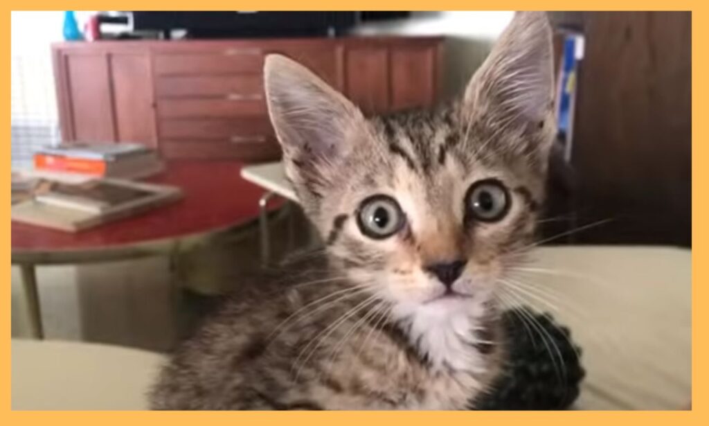 Cat Growling at New Kitten: How to Handle the Situation and Foster Harmony