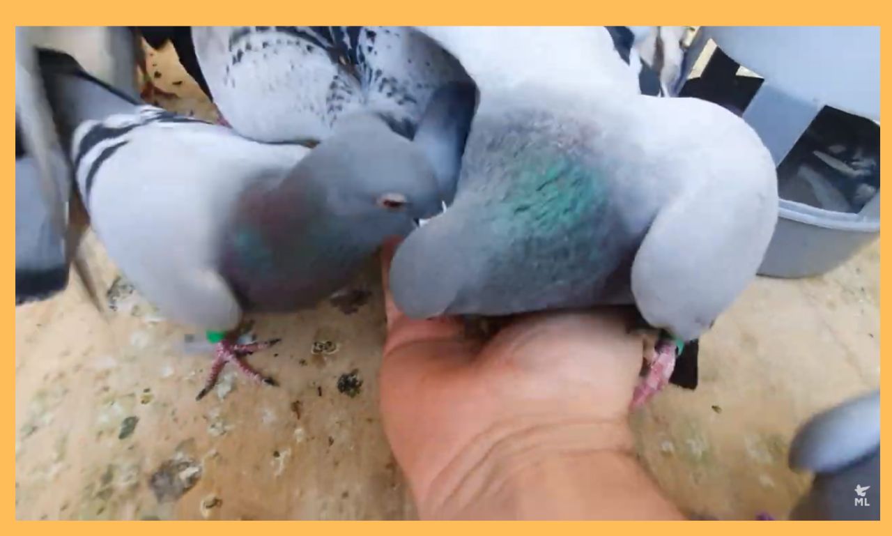 A close-up of high-quality racing pigeon pellets in a bowl, showcasing their uniform size and nutrient-rich composition, designed for optimal pigeon health and performance.