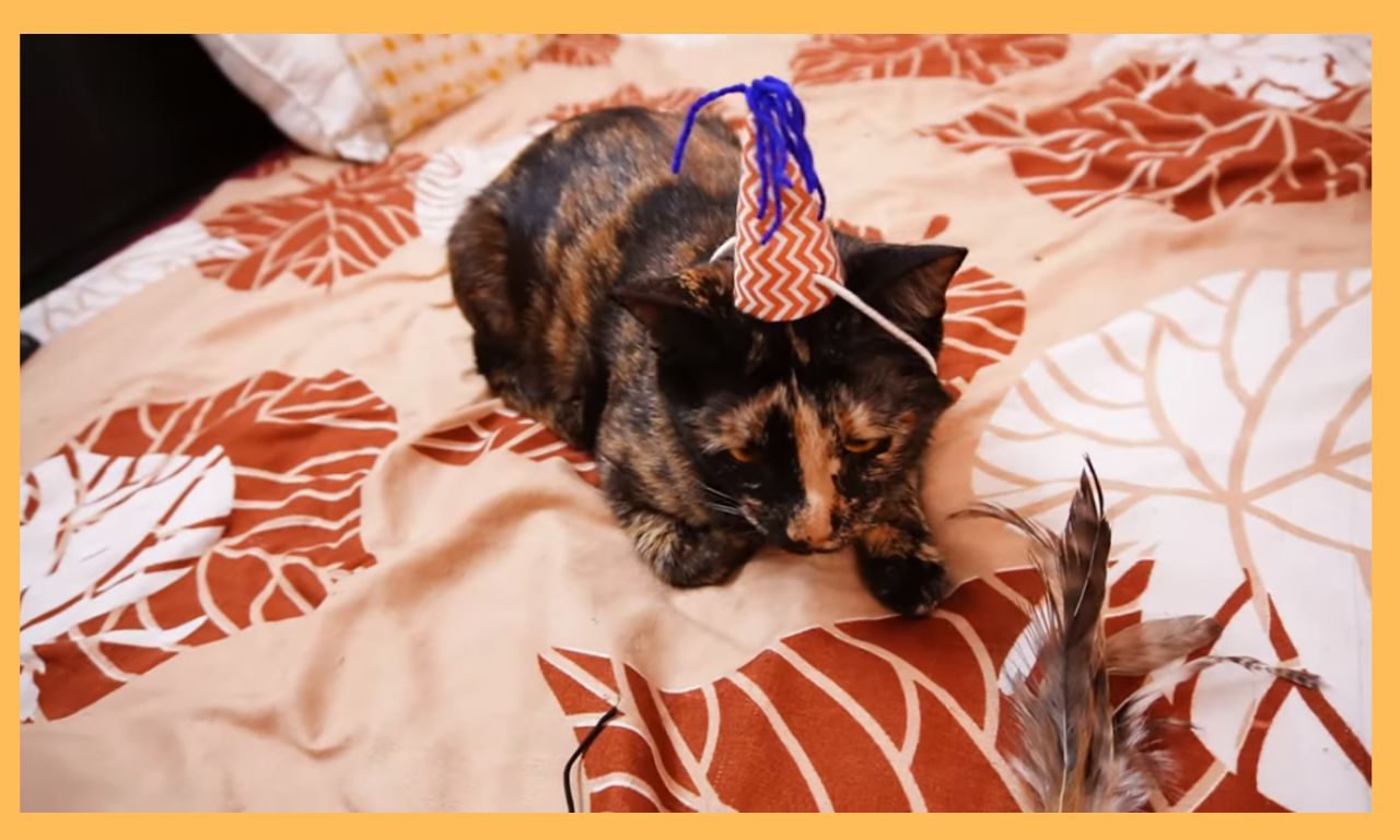 "A happy cat wearing a tiny birthday hat, sitting next to a cat-friendly birthday cake and colorful decorations, celebrating their special day.