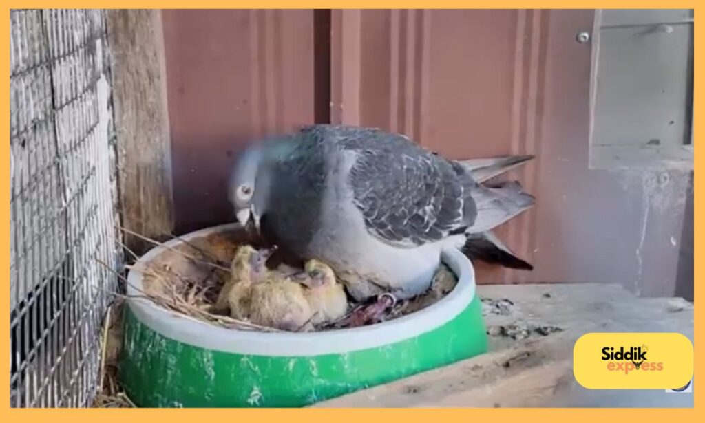 A close-up of a parent pigeon gently feeding its squab by regurgitating crop milk. The baby pigeon, with soft down feathers, eagerly opens its beak as the adult leans in to deliver the nutrient-rich liquid. The image captures the tender and precise moment of pigeon parenting, highlighting the care and teamwork involved in raising their young.