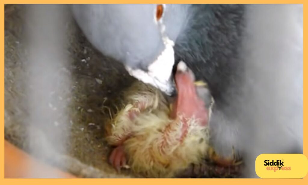 Two adult pigeons feeding their baby squabs in a nest, showcasing the teamwork and care involved in pigeon parenting. The image highlights the nurturing process of how pigeons feed their babies with crop milk, emphasizing the importance of their role in nature.