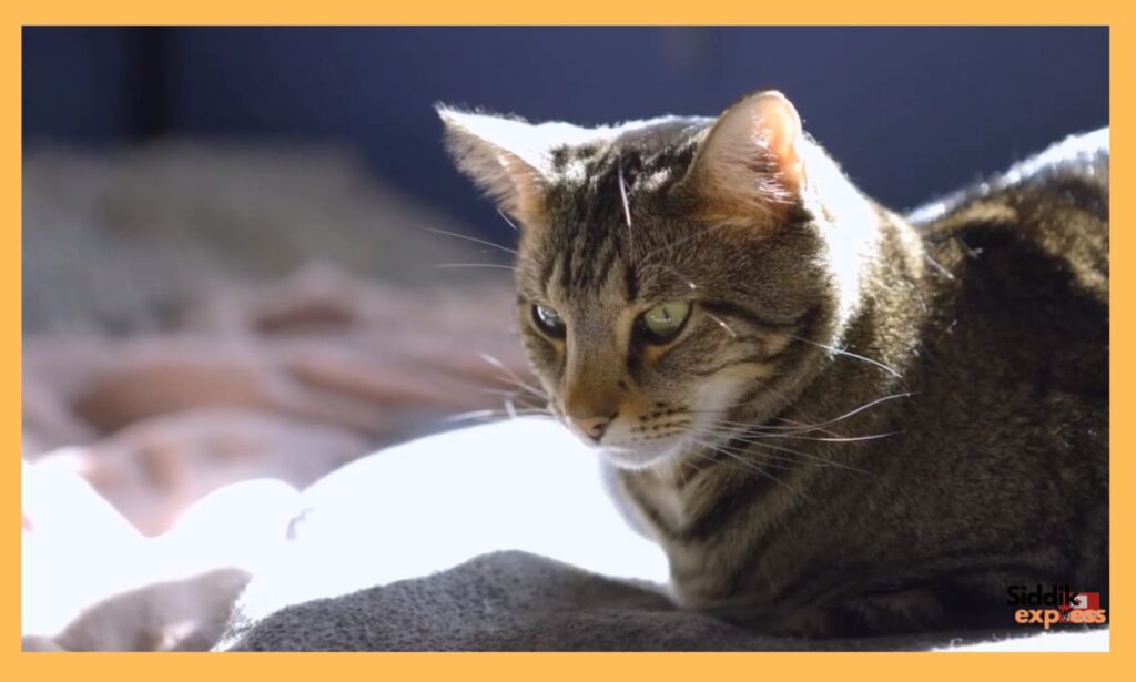Paws in the Air : Your Complete Guide to Flying with Your Cat Stress-Free