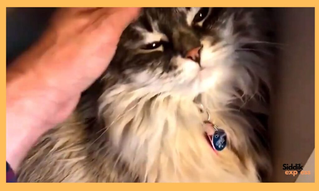 Siberian Cat